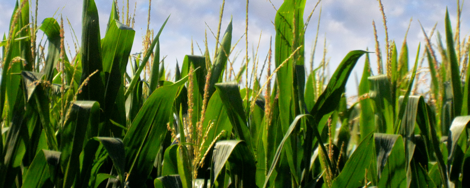 Iowa corn