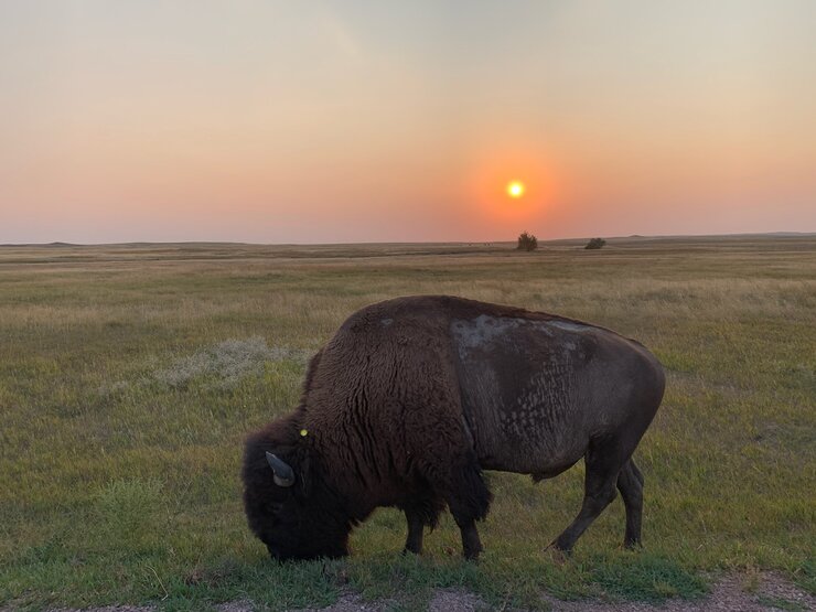 An American bison grazes on the prairie as the sun sets in the background