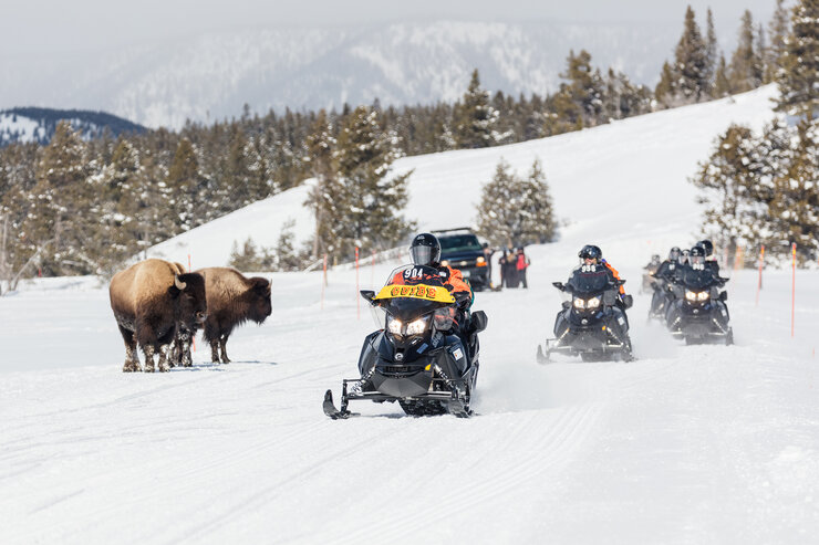 A group of snowmobilers pass two bison standing in the snow