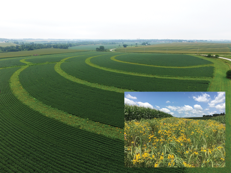 Photo showing the use of prairie strips, an agricultural conservation practice