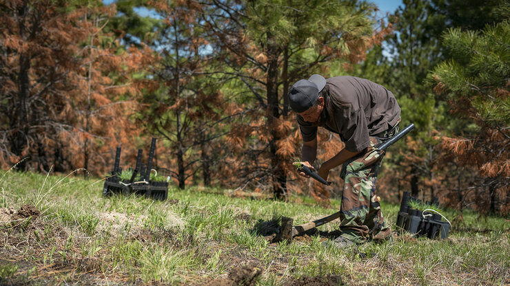 A man bends to plant a seedling on post-burn scar site