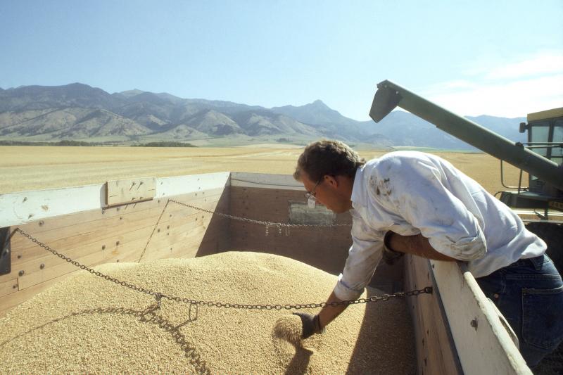 A man looks at harvested grain