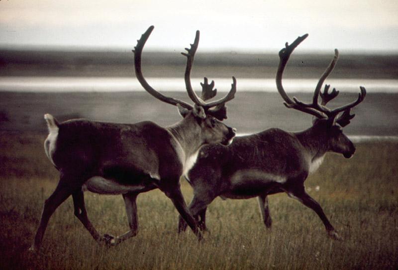 Two caribou