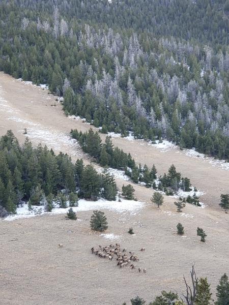 An aerial view of an elk herd grazing in a meadow amidst stands of forest 