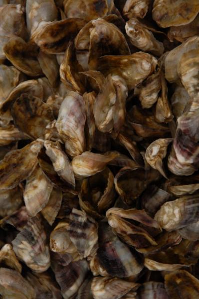 Pacific oyster seed