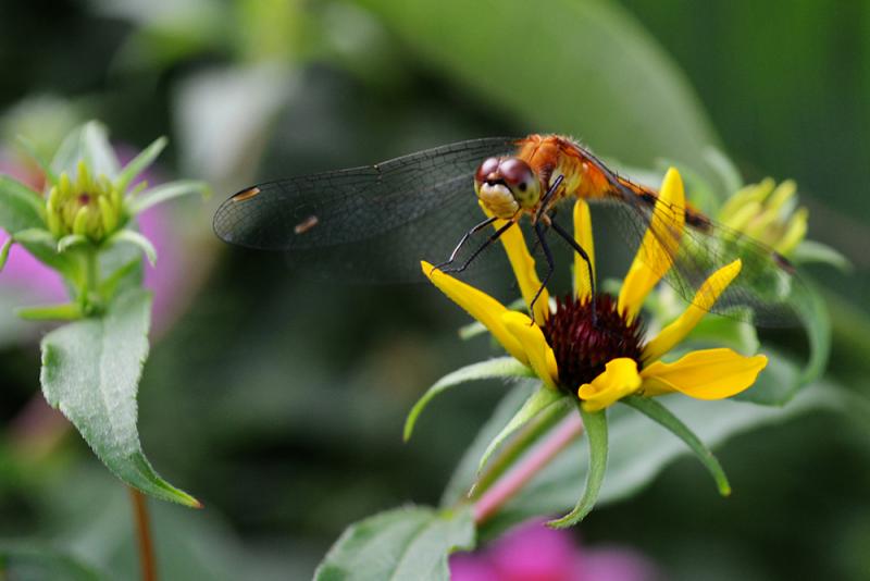 A dragonfly perched on a flower