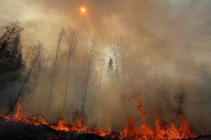 Flames on the ground near tall trees, sun obscured by smoke