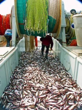 Photo of a trawl catch of pollock