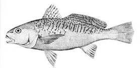 Drawing of a fish with obvious notch in dorsal fin