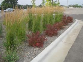 Rain garden