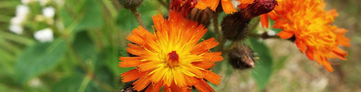 Orange hawkweed