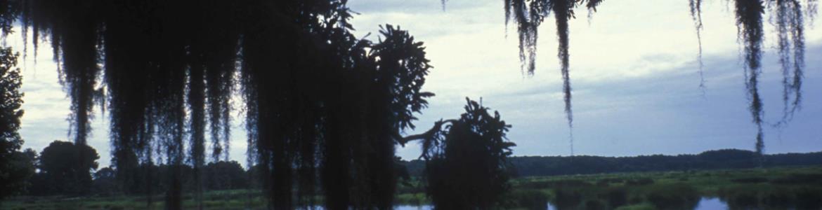 Scenic view through Spanish moss-covered trees in a wetland area of coastal South Carolina