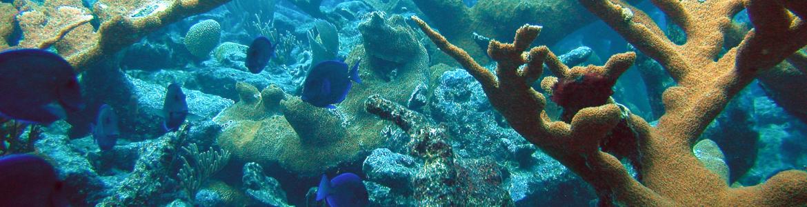 Healthy coral reef in St. Croix, US Virgin Islands.