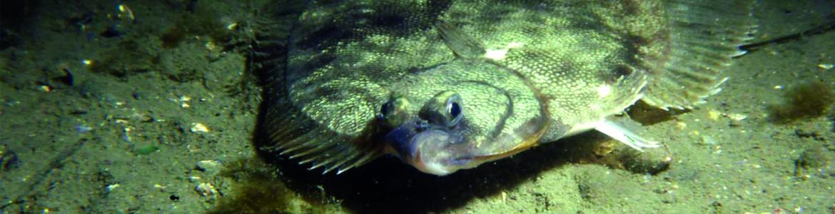 Winter flounder in Narragansett Bay 